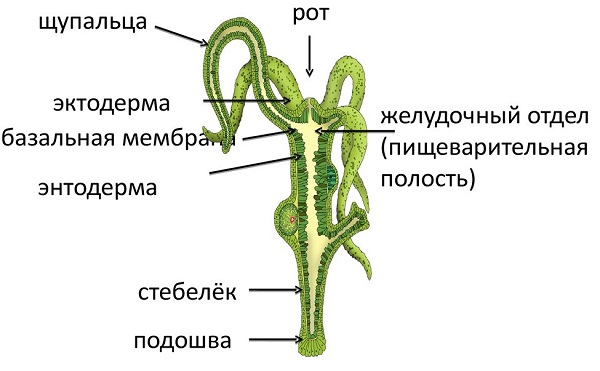 Кракен зеркало рабочее kr2web in